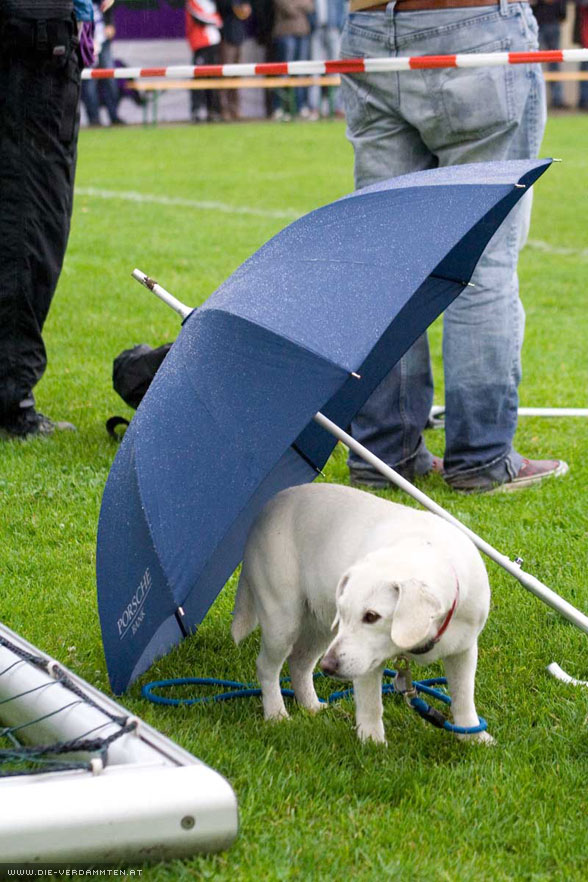 Selbst ist der Hund