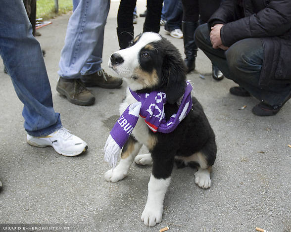 Hund
