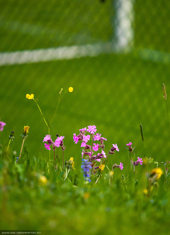 Frühling